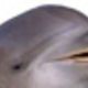 Beepo the Dolphin